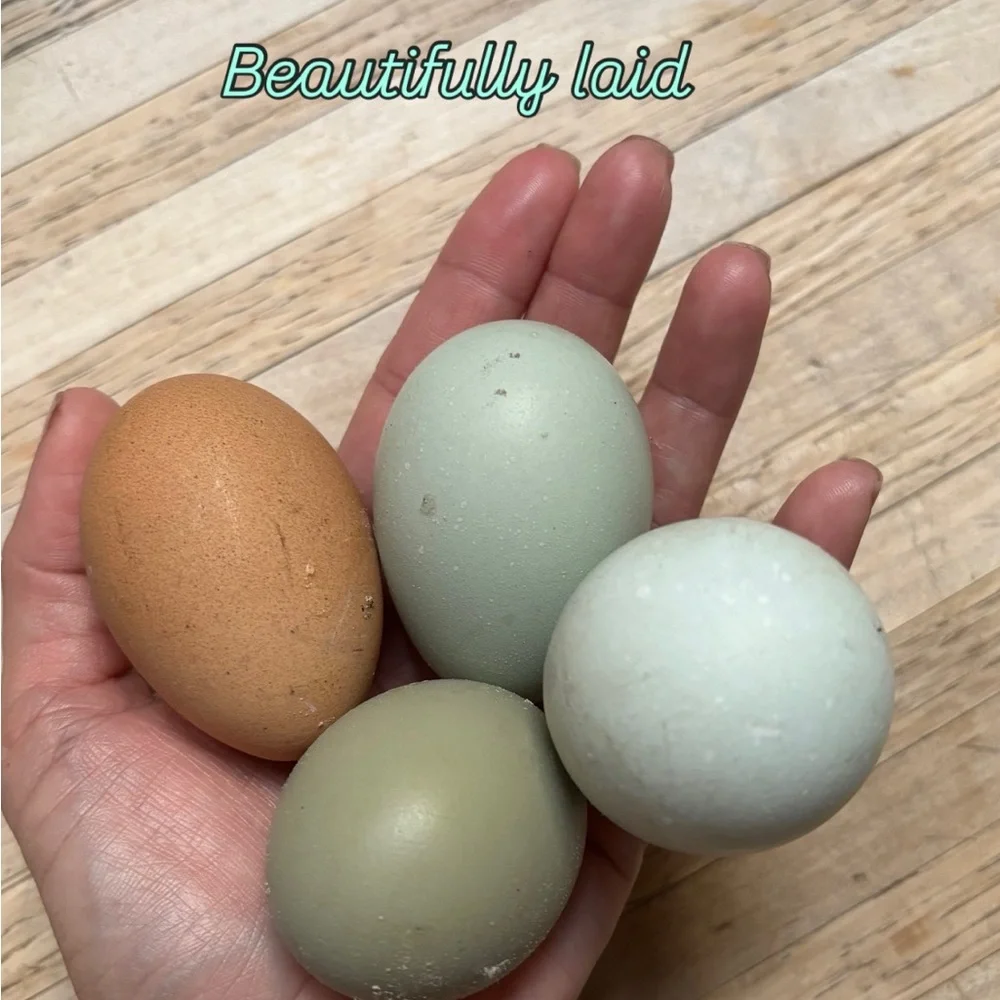 Hatching eggs 🪺 - Picture 8 of 15
